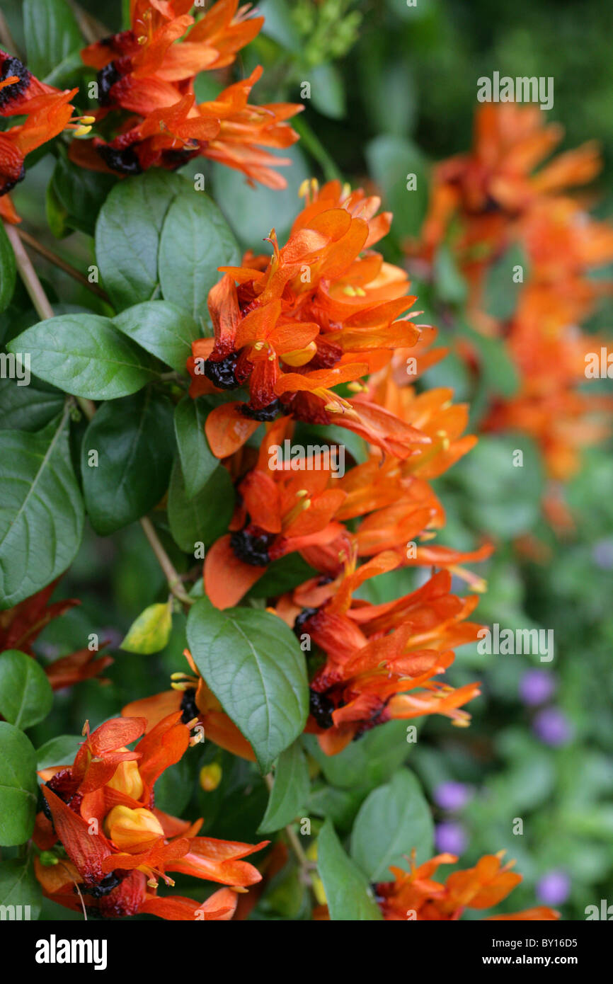 Planta de colibrí, orejas de conejo, Orange Bird, Jammy boca Jêmbekkie,  Ruttya fruticosa, Acanthaceae. Nativo de África Oriental Fotografía de  stock - Alamy