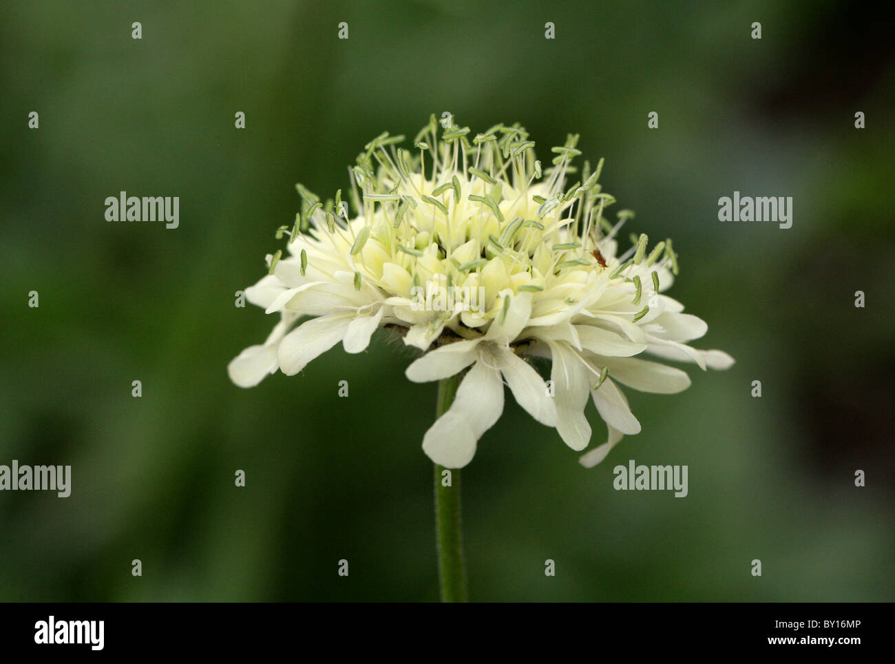 Mourning-Bride, Flor, en corsé, Scabiosa songarica Scabius, Dipsacaceae. Uzbekistán, Afganistán, Asia Foto de stock