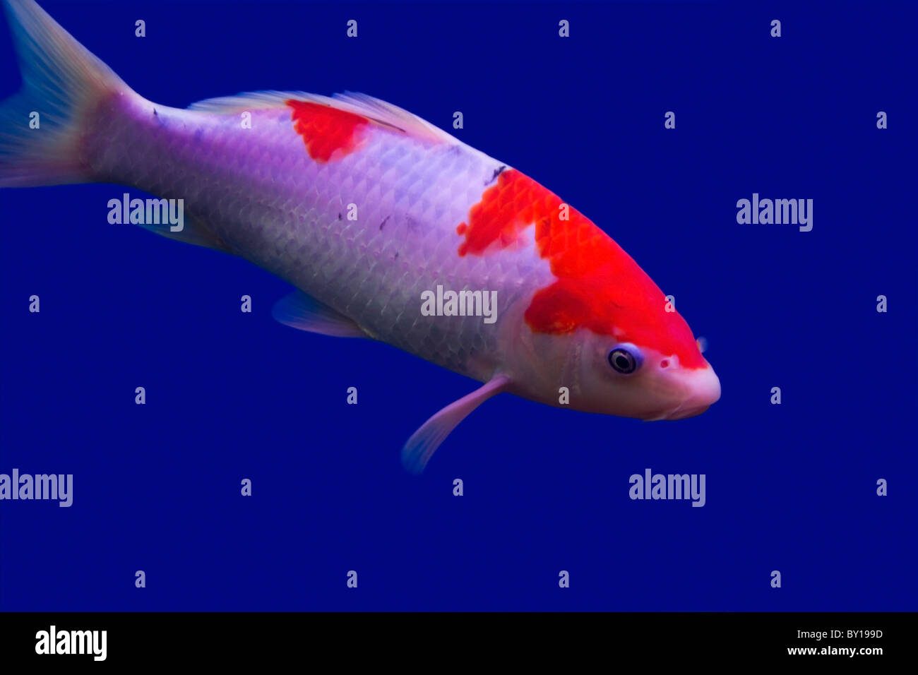 Gran coloridas carpas Koi en un acuario Foto de stock