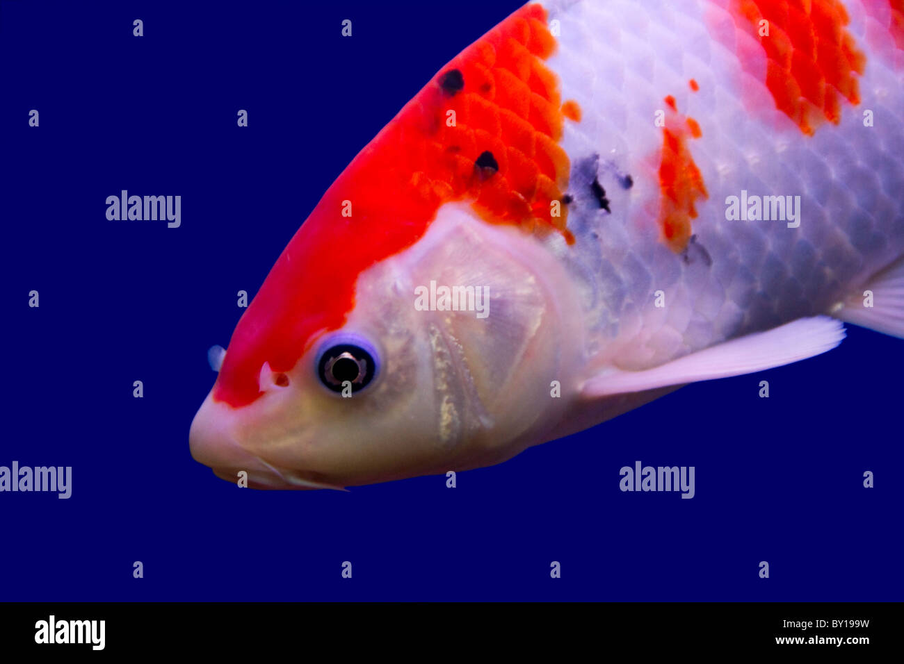 Gran coloridas carpas Koi en un acuario Foto de stock