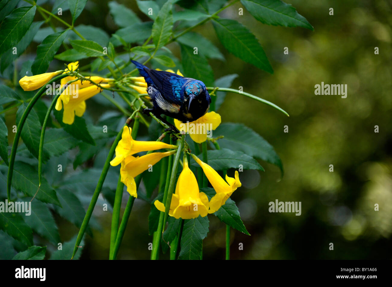 Un pequeño pájaro azul en flor amarilla Fotografía de stock - Alamy