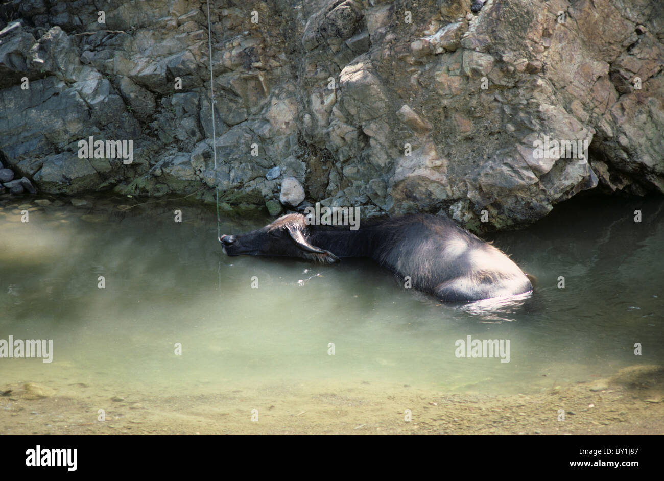 Búfalo de agua refrescarse en un arroyo, Cebu, Filipinas Foto de stock