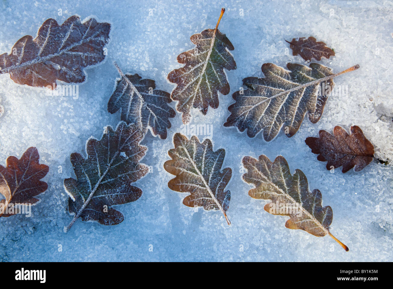 Hojas de roble Quercus robur en la escarcha y la nieve Foto de stock