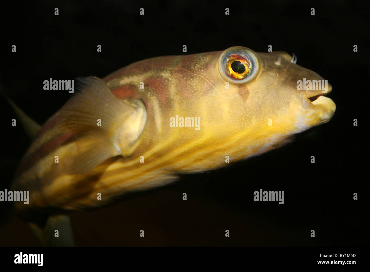 Nilo Puffer también conocido como Bander Pufferfish Tetraodon lineatus Foto de stock
