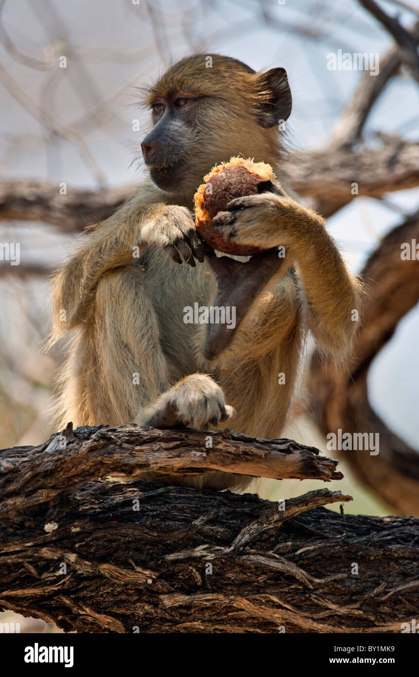 Un babuino amarillo comer una fruta de la palma grande con sus dos extremidades delanteras y una pierna en la Reserva de Caza Selous. Foto de stock