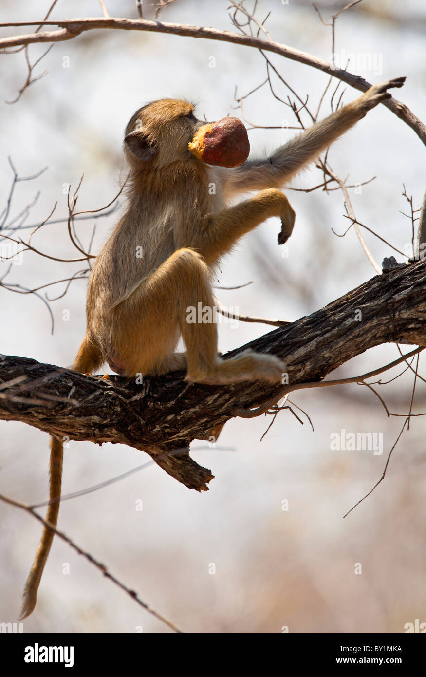 Un babuino amarillo comer una fruta de la palma grande en la Reserva de Caza Selous. Foto de stock