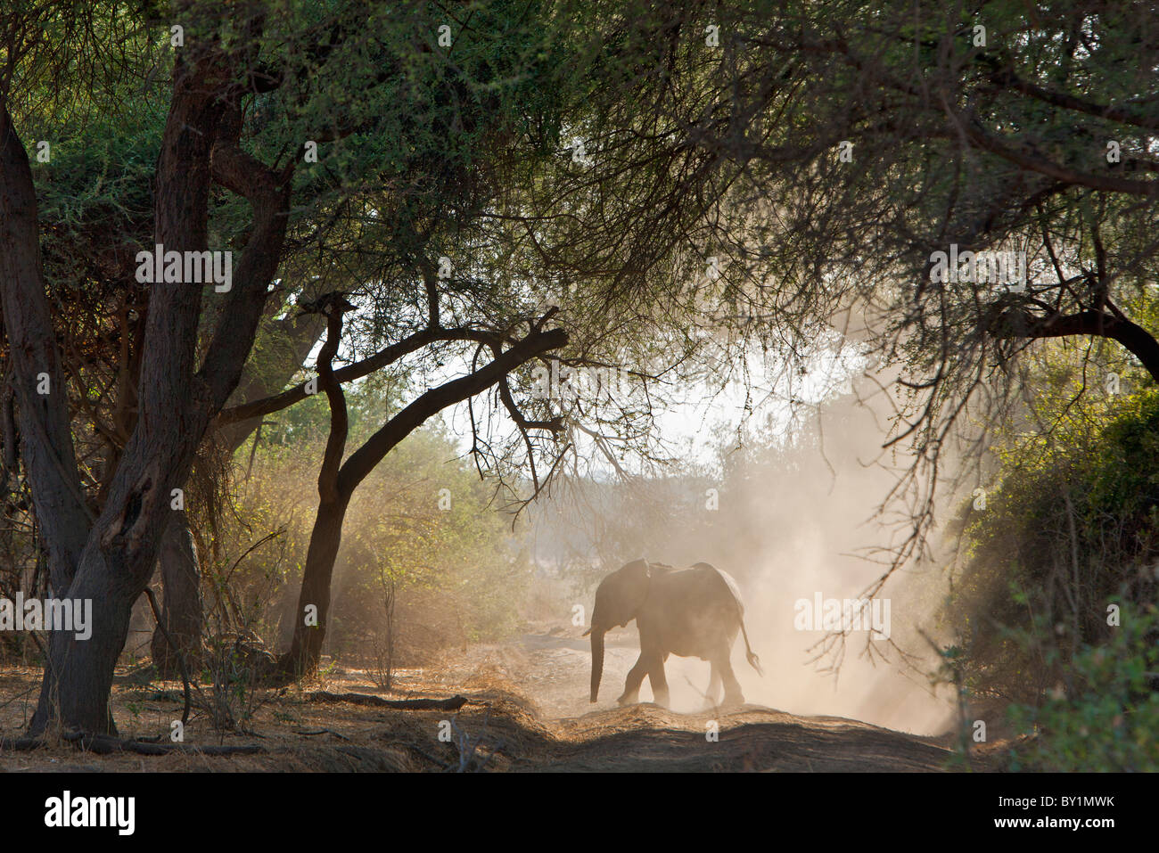 Un elefante polvos solo en una pista en el Parque nacional Ruaha. Foto de stock