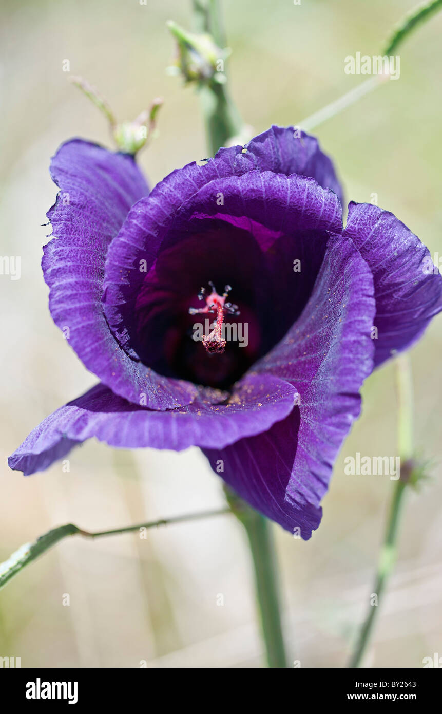 Un hermoso purple Hibiscus especie que crece en praderas secas sobre las llanuras de Mara. Reserva Nacional de Masai Mara Foto de stock