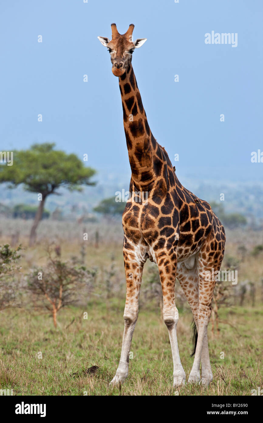 Una jirafa Rothschild con finas marcas en el Parque Nacional de Ruma. Foto de stock