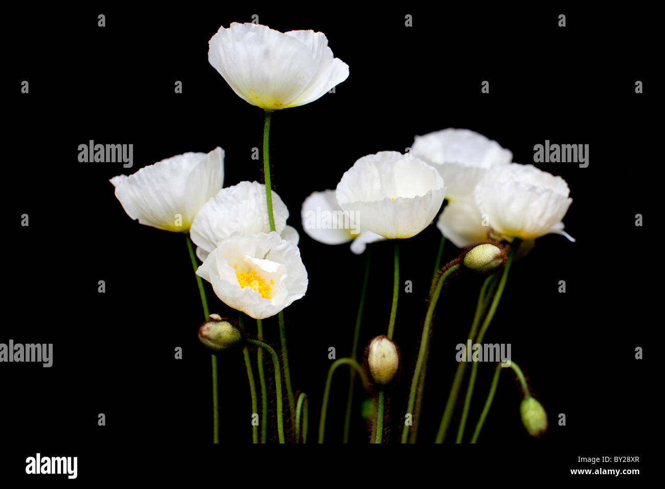 Amapola, flor Foto de stock