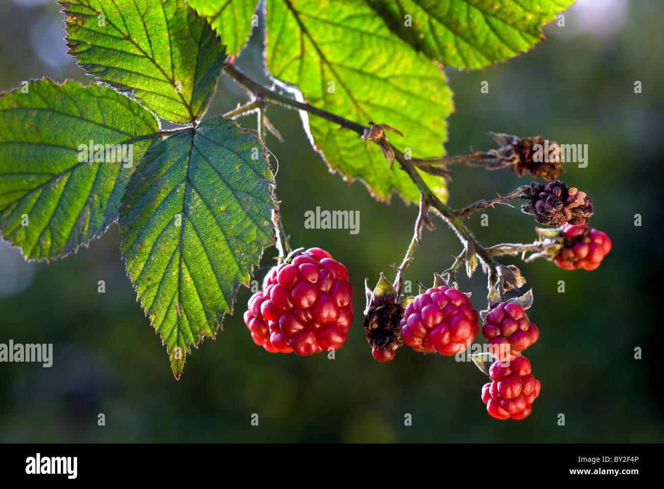 Las bayas y las hojas de mora (Rubus fruticosus), Bélgica Foto de stock
