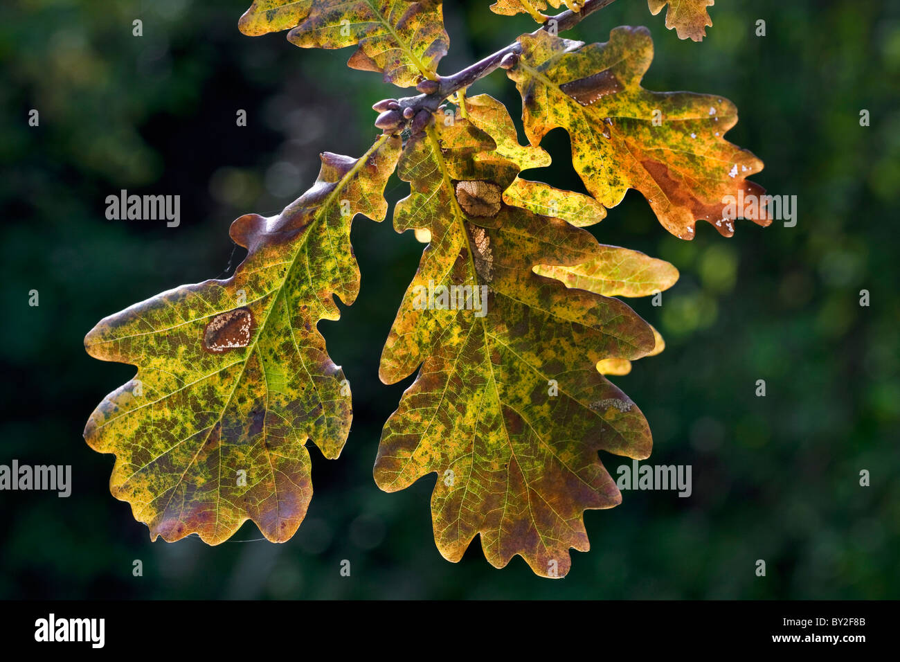 Pedunculate / Inglés de roble (Quercus robur) hojas en el otoño, Bélgica Foto de stock
