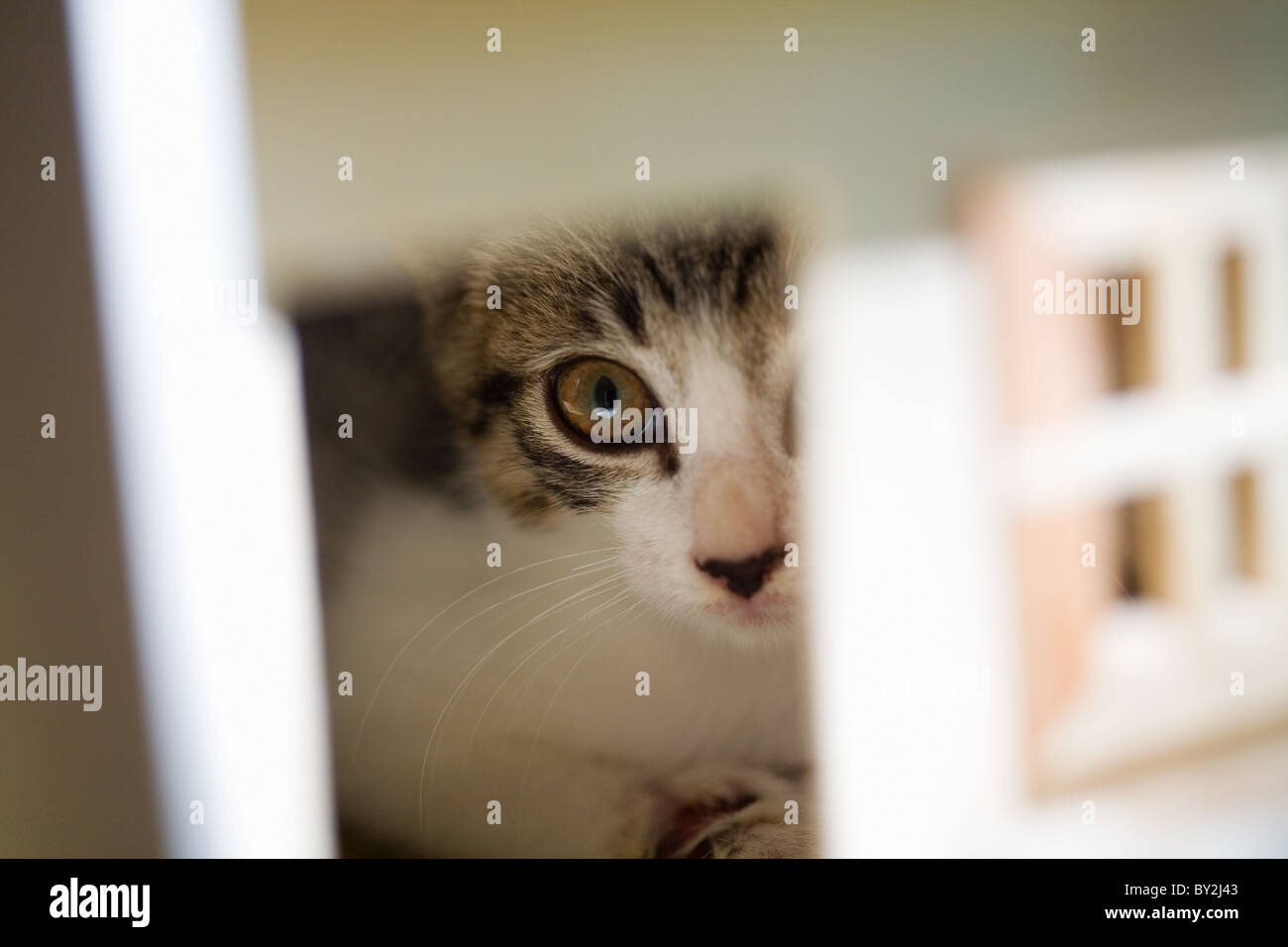 Un gatito que sobresale de la puerta de la casa de muñecas Foto de stock