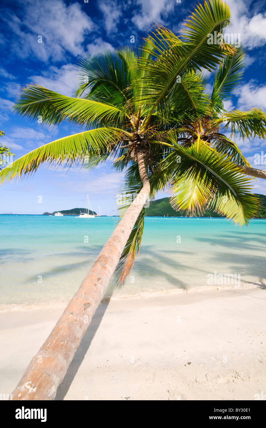 ST JOHN, Islas Vírgenes de EE.UU. - Palmeras cuelgan encima de la playa, en la hermosa playa de Maho Bay, en la costa norte de San Juan en las Islas Vírgenes de los Estados Unidos en el Caribe. Foto de stock