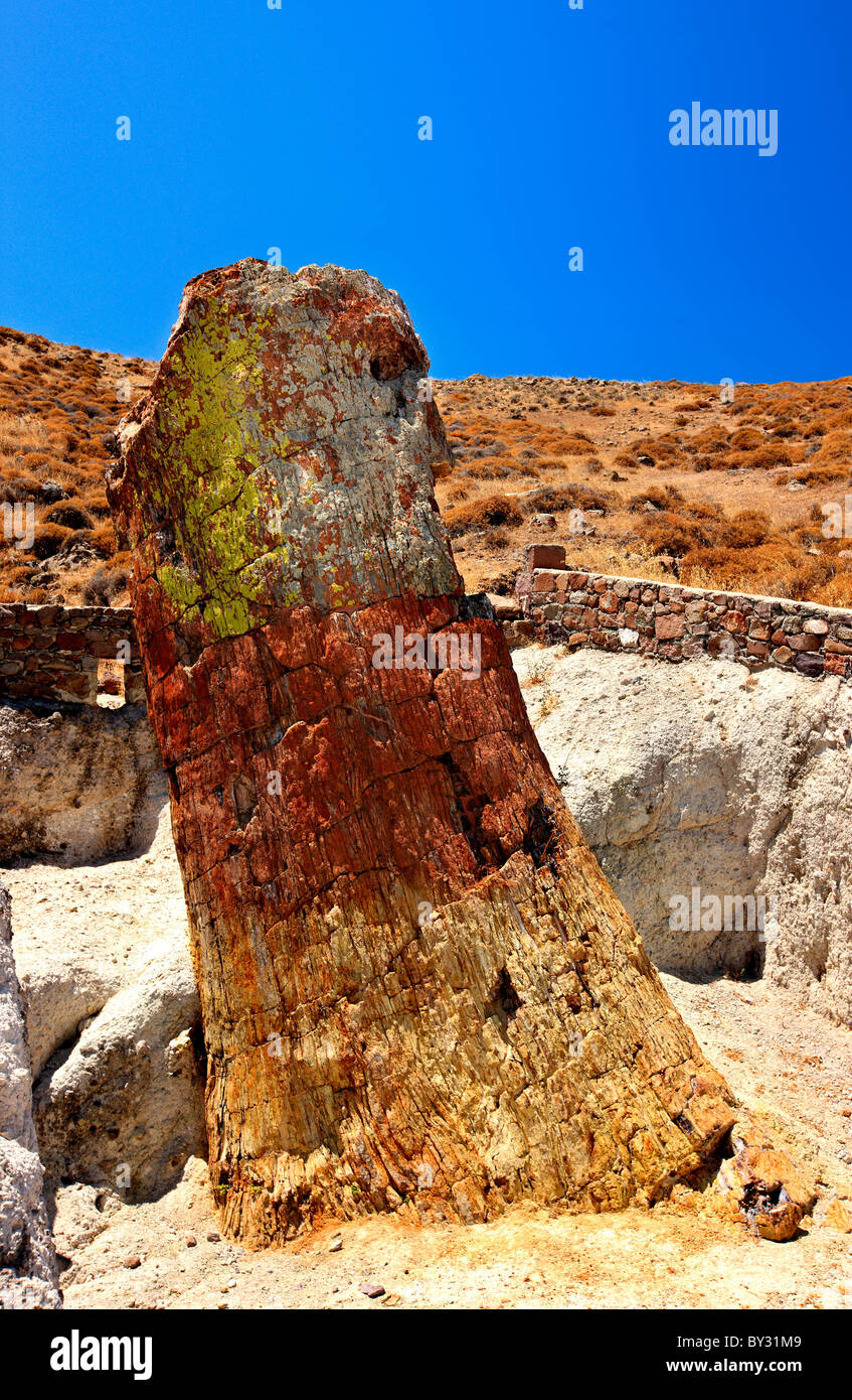Un árbol petrificado en el bosque petrificado cerca de Sigri village, Lesvos Island, Grecia. Foto de stock