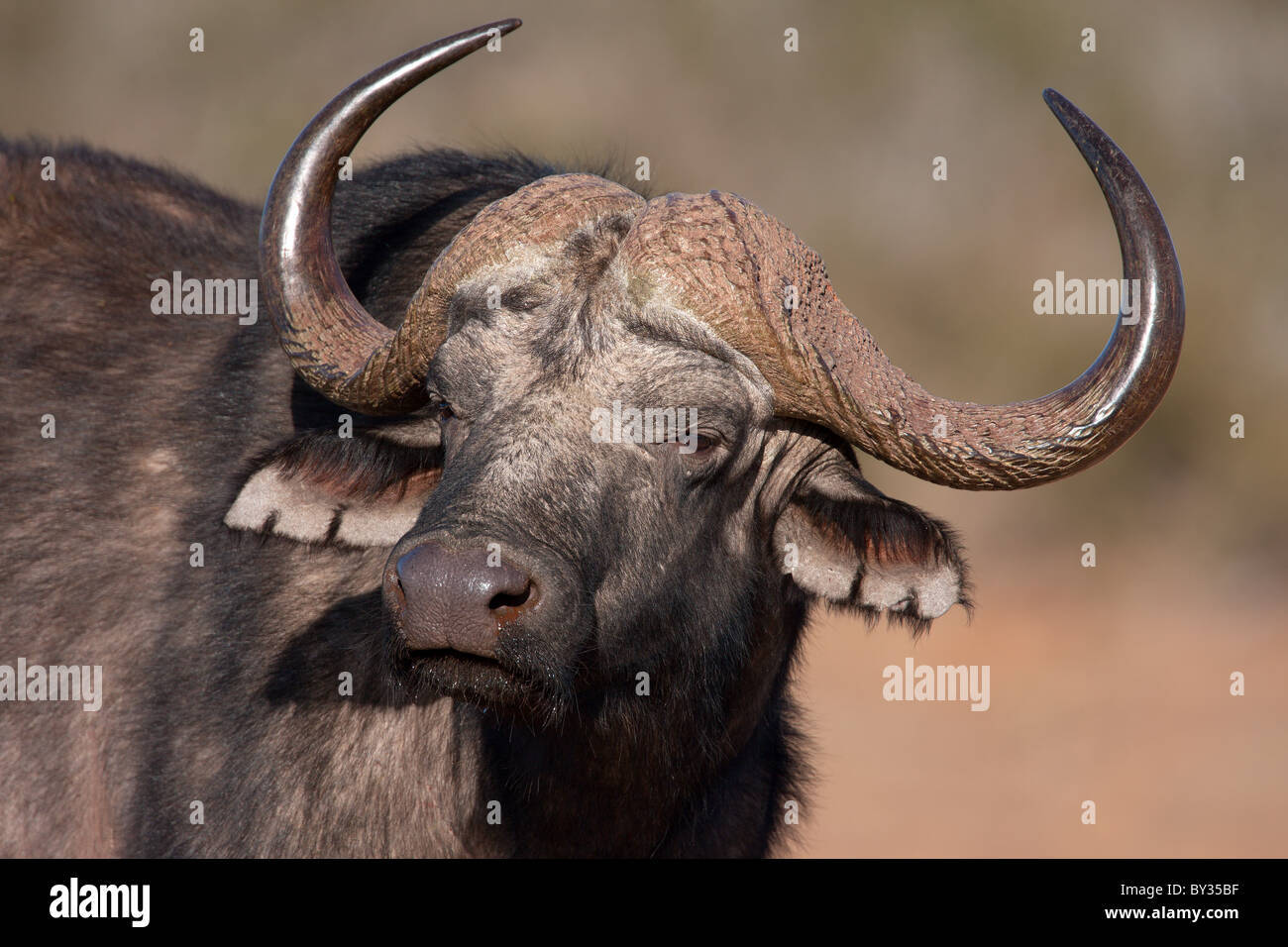 Retrato de un africano o Cape buffalo (Syncerus caffer), Sudáfrica Foto de stock