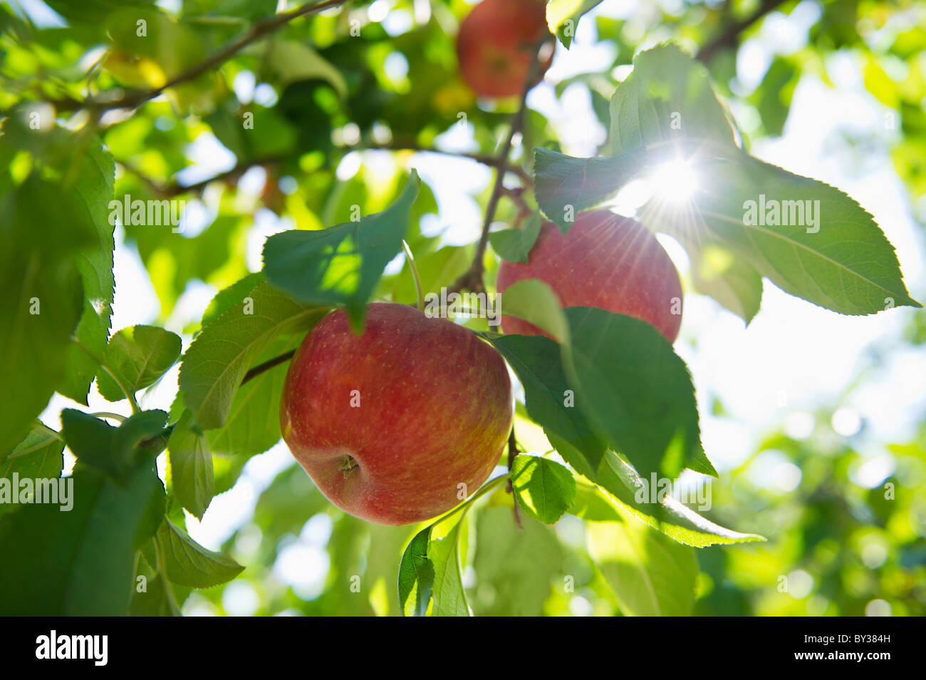 Ee.Uu., Estado de Nueva York, Hudson, las manzanas en el árbol crece en huerto Foto de stock