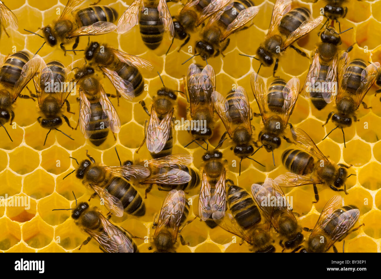 Las abejas melíferas Apis mellifera sobre Honeycomb Foto de stock