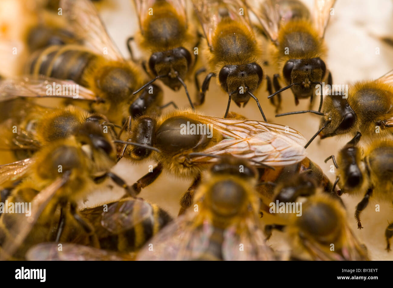 Abeja reina las abejas melíferas Apis mellifera Foto de stock