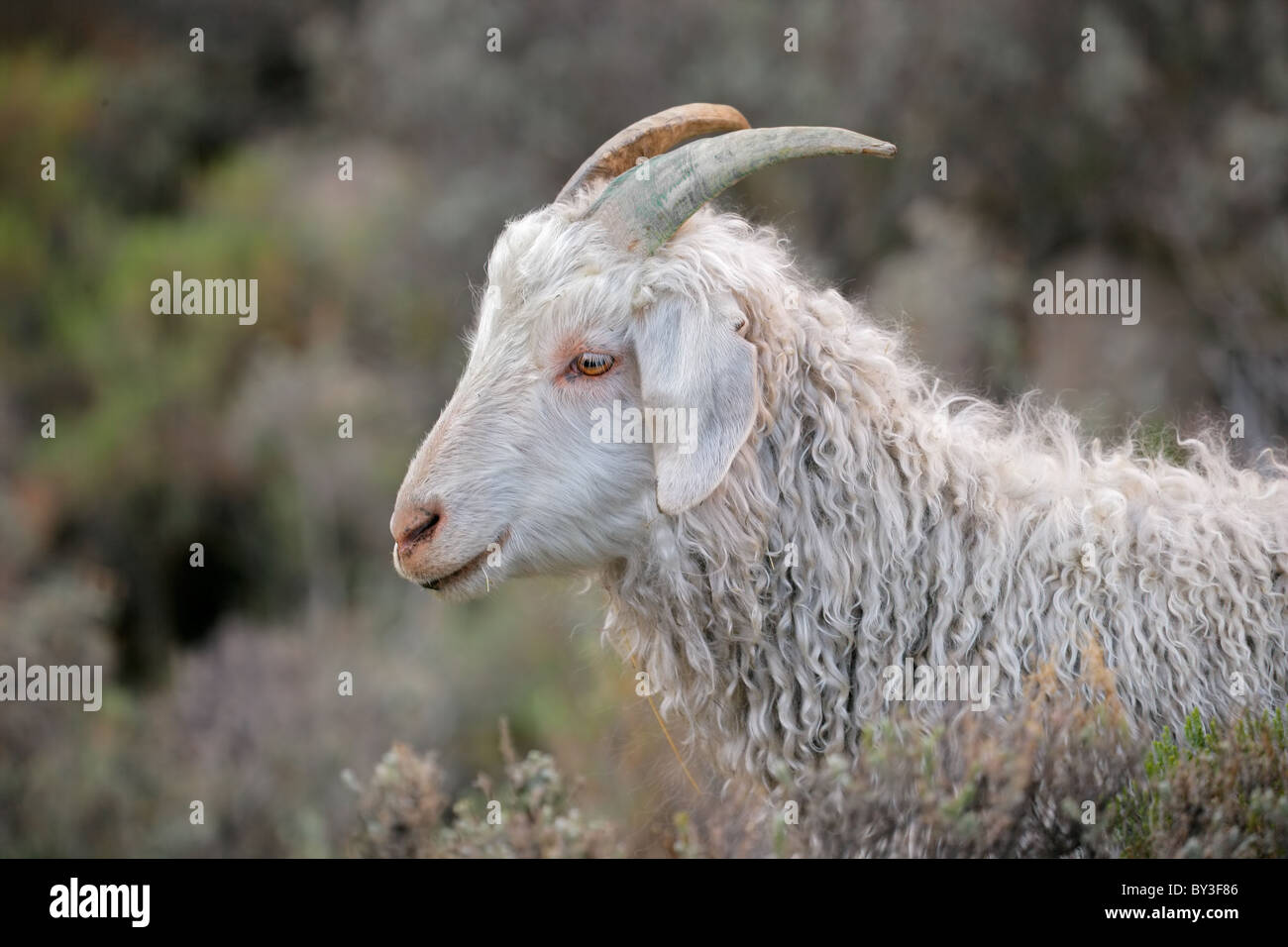 Retrato de una cabra de Angora Foto de stock