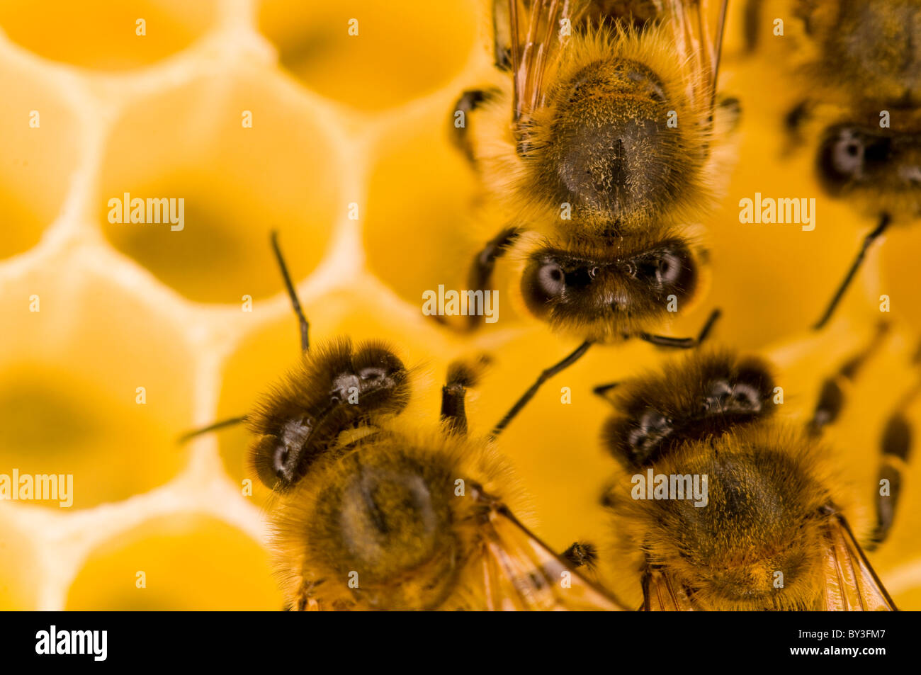 Las abejas melíferas Apis mellifera Foto de stock