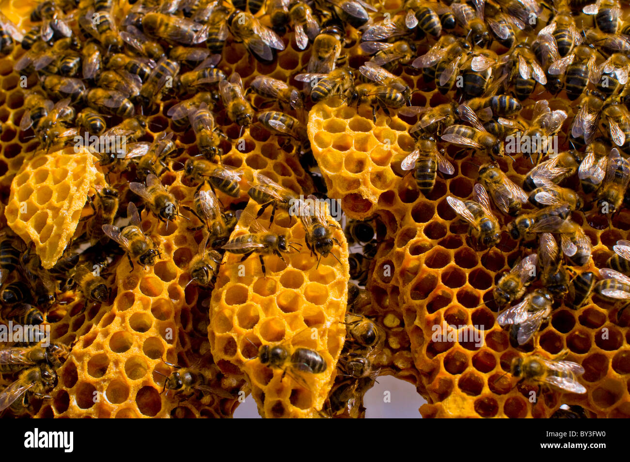 Las abejas melíferas Apis mellifera Foto de stock