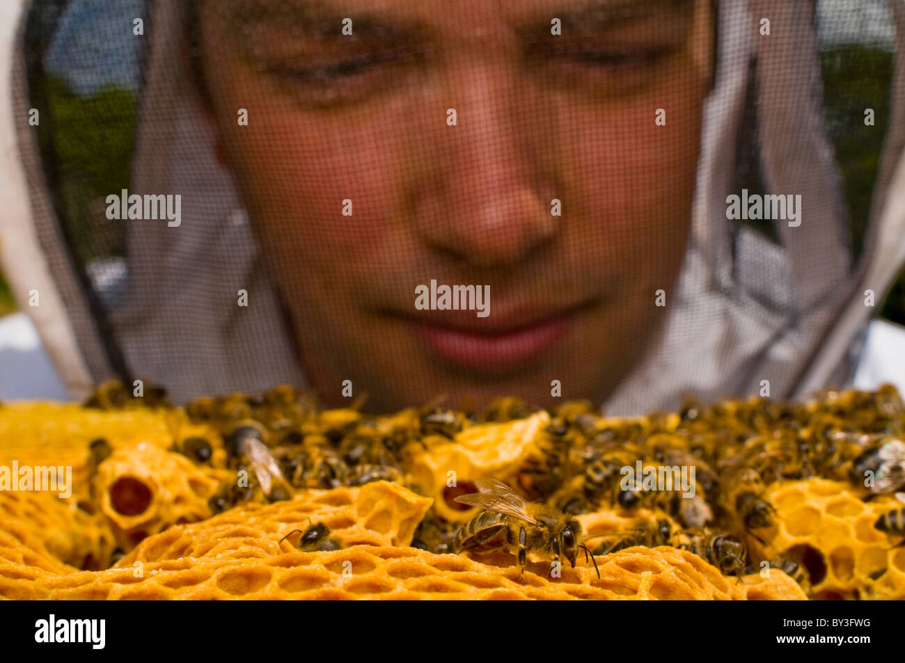 El apicultor abejas Apis mellifera Foto de stock