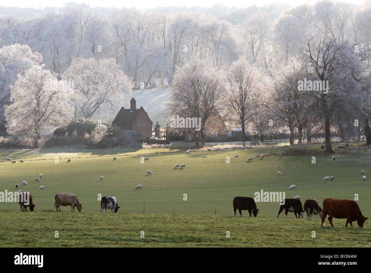 El Chequers Buckinghamshire Chilterns día gélido invierno Foto de stock