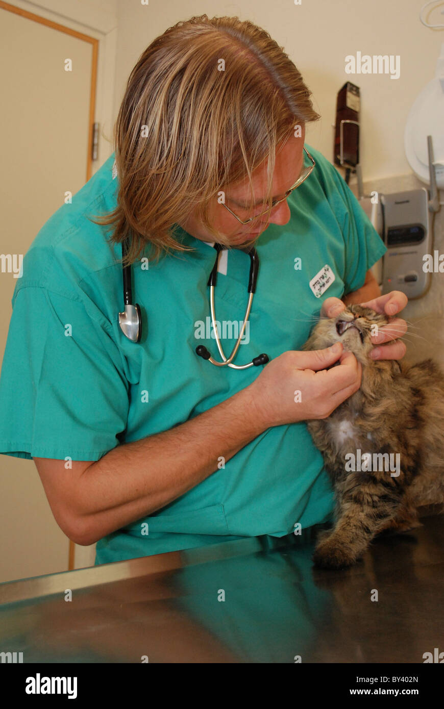 Vet examina un gato en una clínica veterinaria Foto de stock
