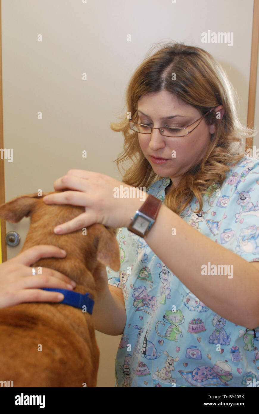 Hembra vet examina un perro de la boca Foto de stock