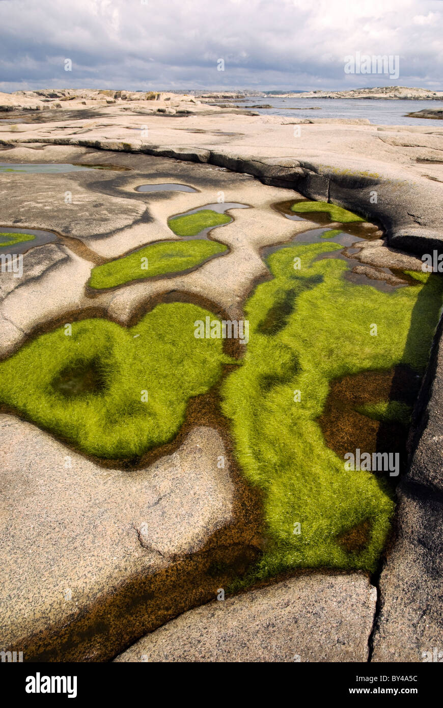 Las algas verdes crecen en charcos en una pequeña isla con forma de glacial de lisa, de granito rosado, la costa oeste de Suecia Foto de stock