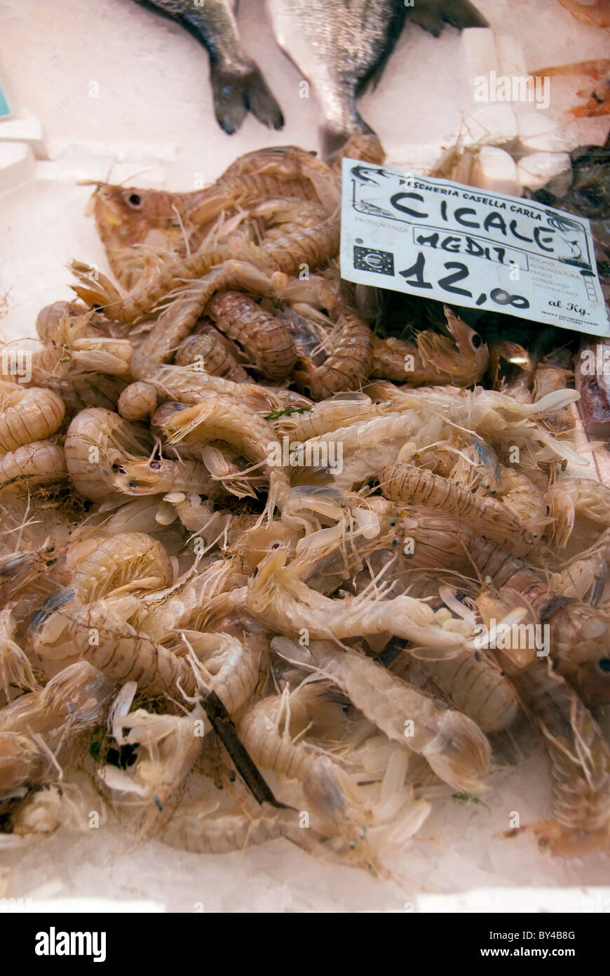 Un tipo de crustáceo, a la venta en el mercado de pescado de Livorno Livorno, también conocido como mercado de alimentos frescos Foto de stock