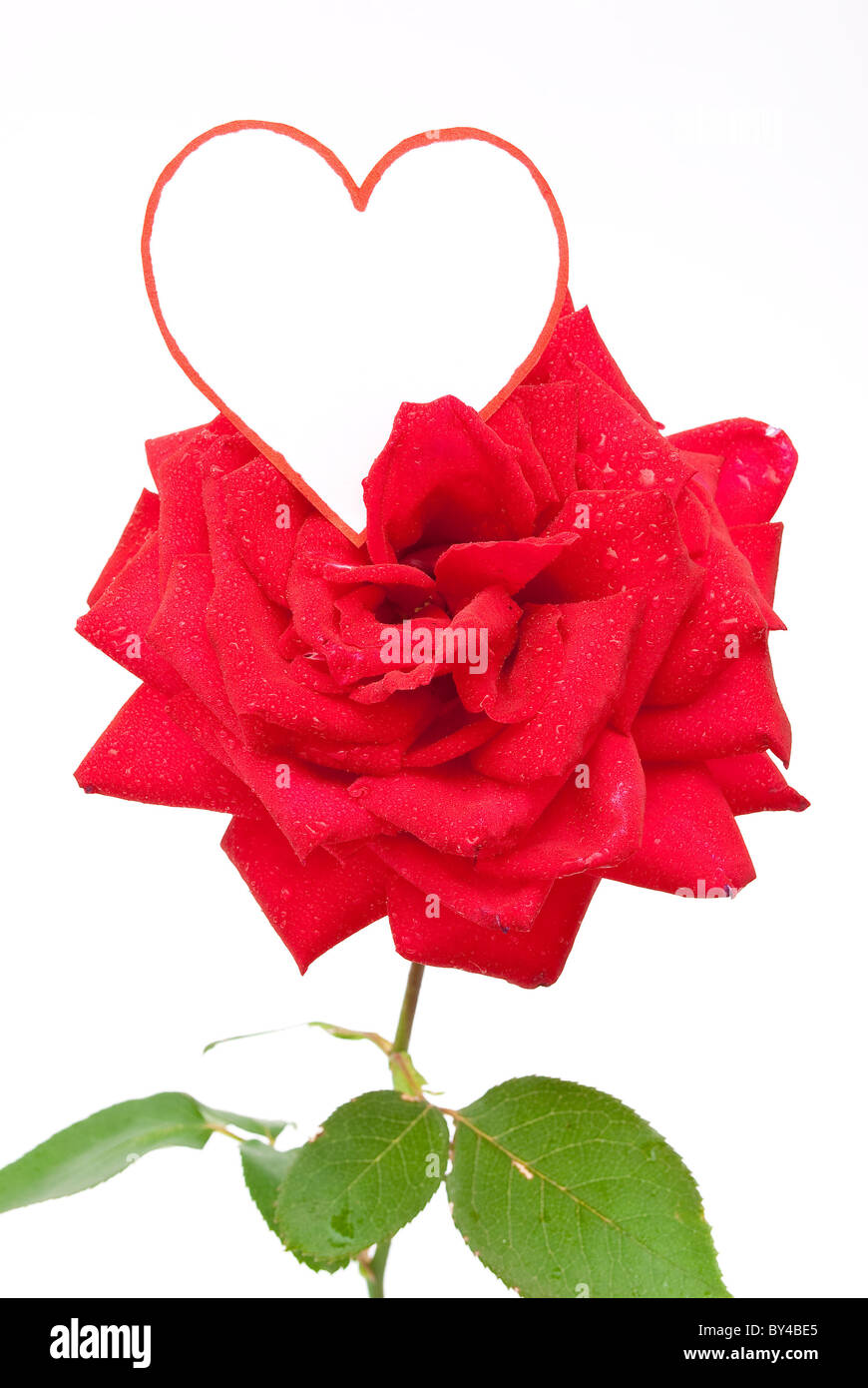 Rosa roja y corazón Foto de stock