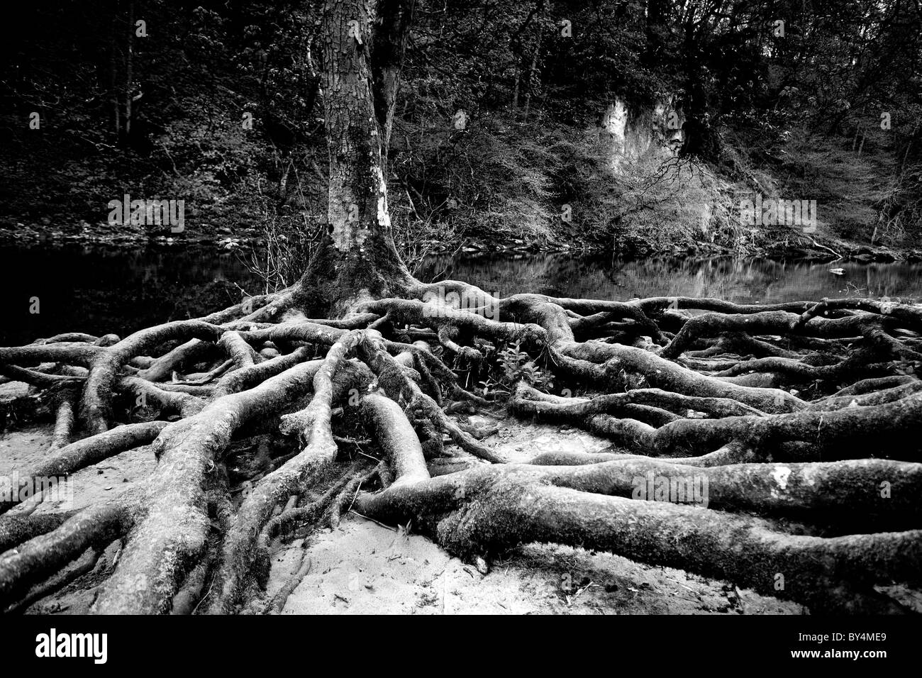 Las raíces del árbol en Aysgarth Falls, North Yorkshire Dales, Inglaterra Foto de stock