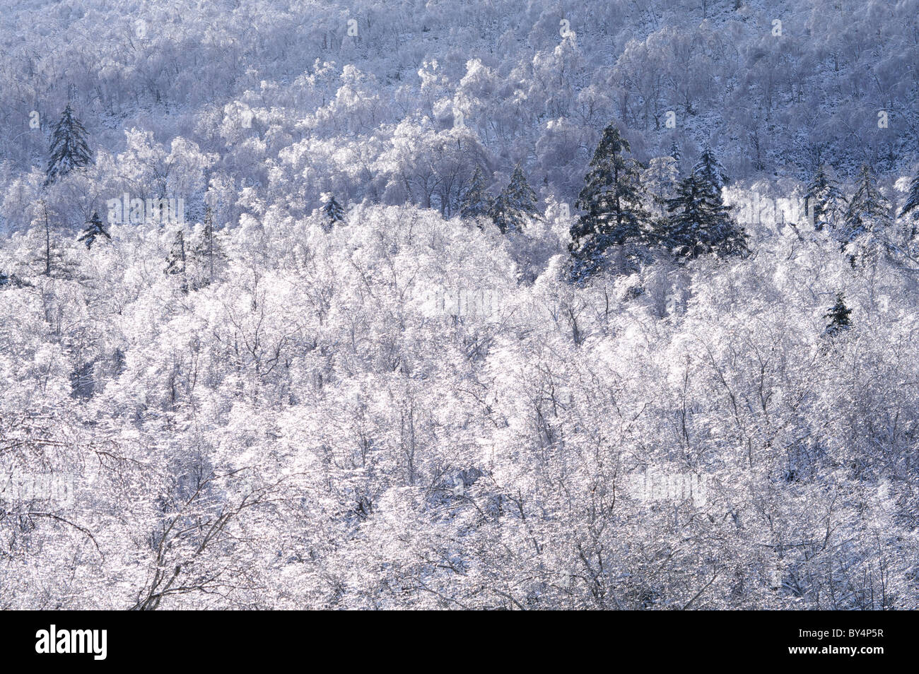 Wc portátil de nieve en el bosque Fotografía de stock - Alamy