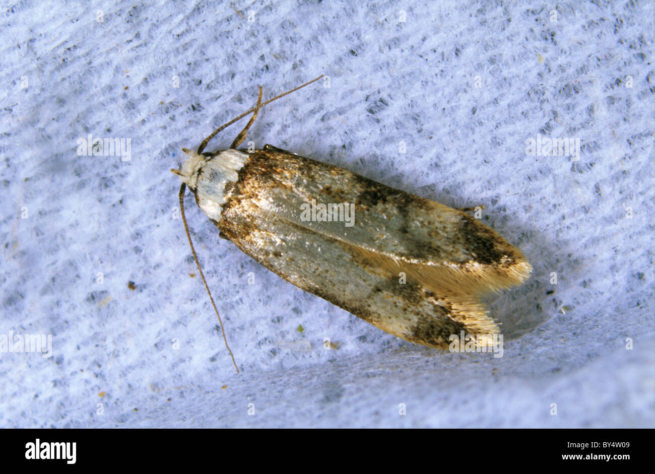Escalonado de la casa blanca Endrosis sarcitrella moth (polilla) casa pest Foto de stock