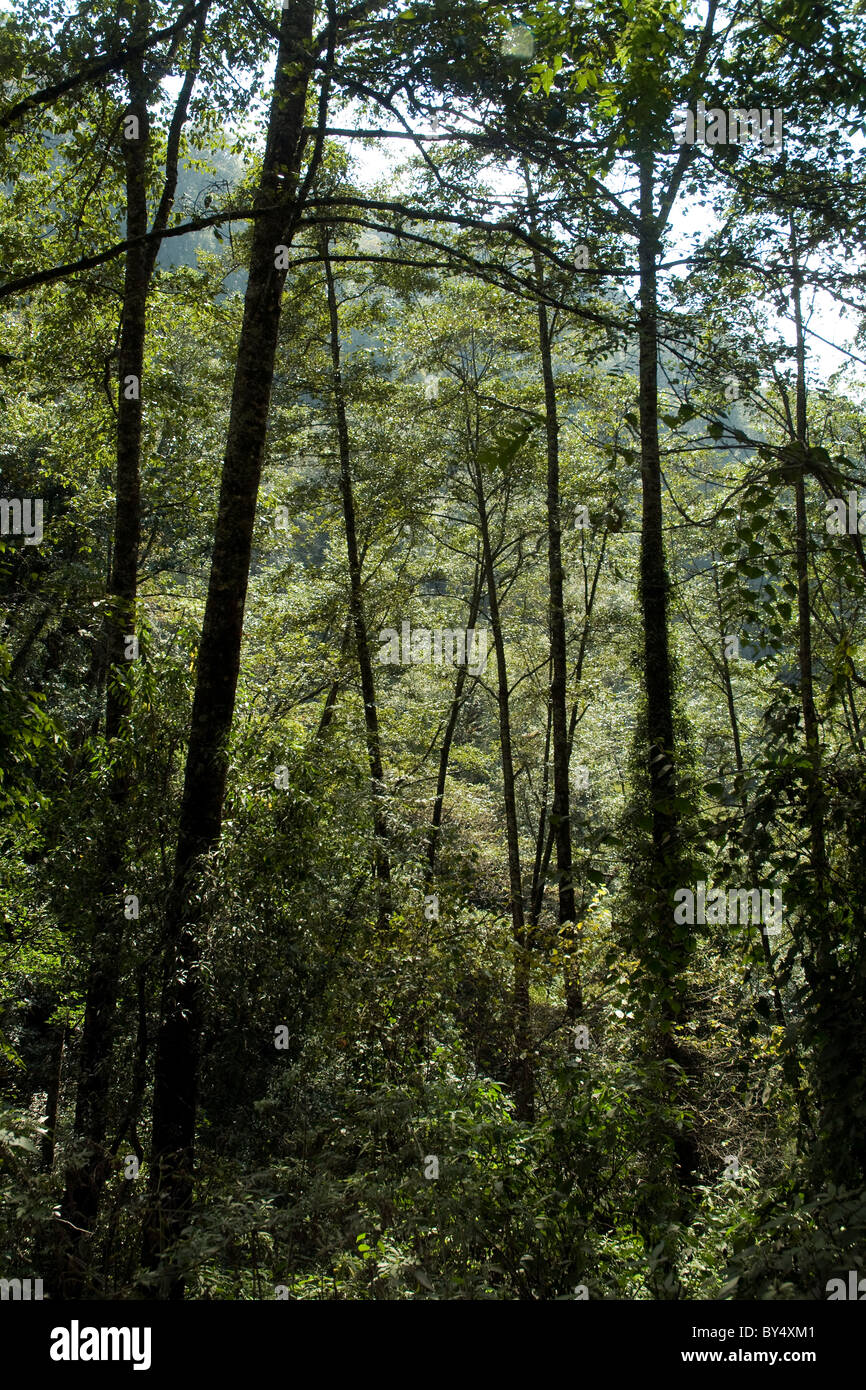 De Bhután es de 47.000 kilómetros cuadrados (18,417 millas cuadradas), más del 65% es bosque; el país mantiene una política ambiental "verde" Foto de stock