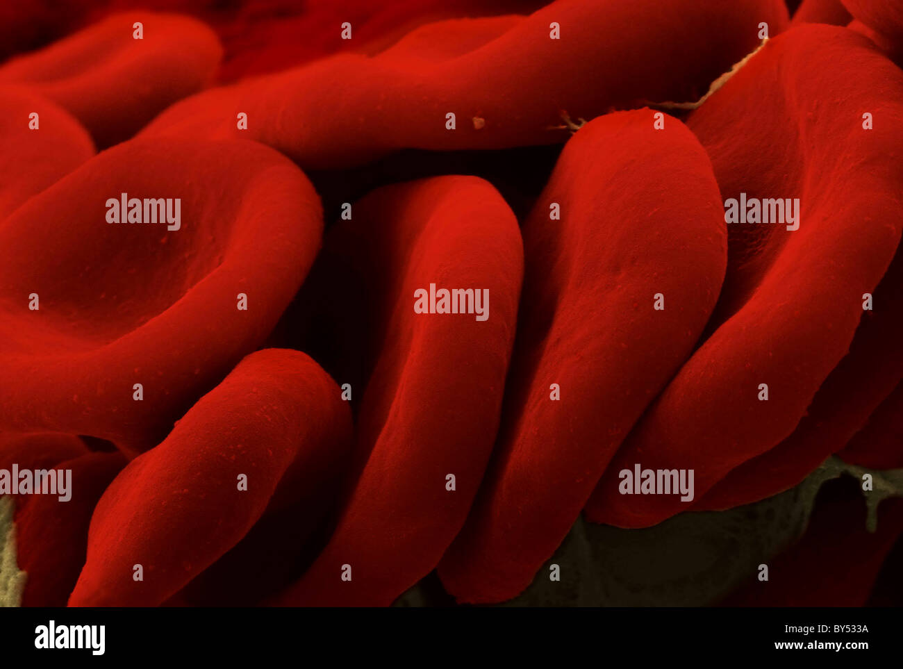 Eritrocitos (glóbulos rojos). La imagen fue tomada con una micrografía electrónica con falso color. Foto de stock