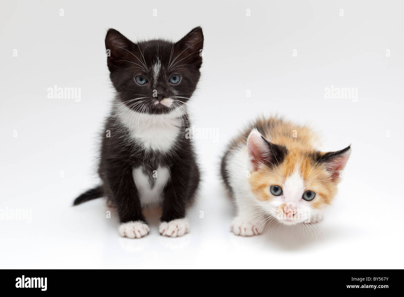 Dos gatos pequeños sobre fondo blanco. Es un gato negro y otro de color  rojizo Fotografía de stock - Alamy