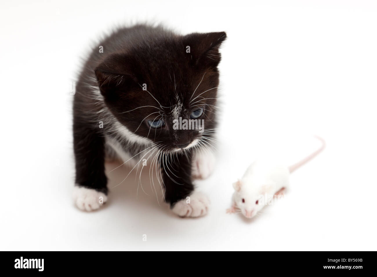 Niño gato y ratón gris sobre fondo blanco Fotografía de stock - Alamy