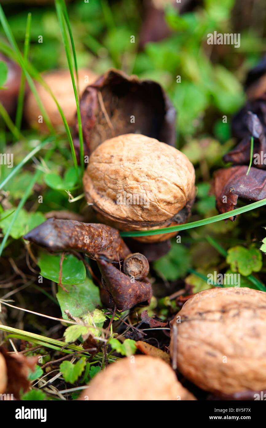 Nueces frescas caído de un árbol Foto de stock