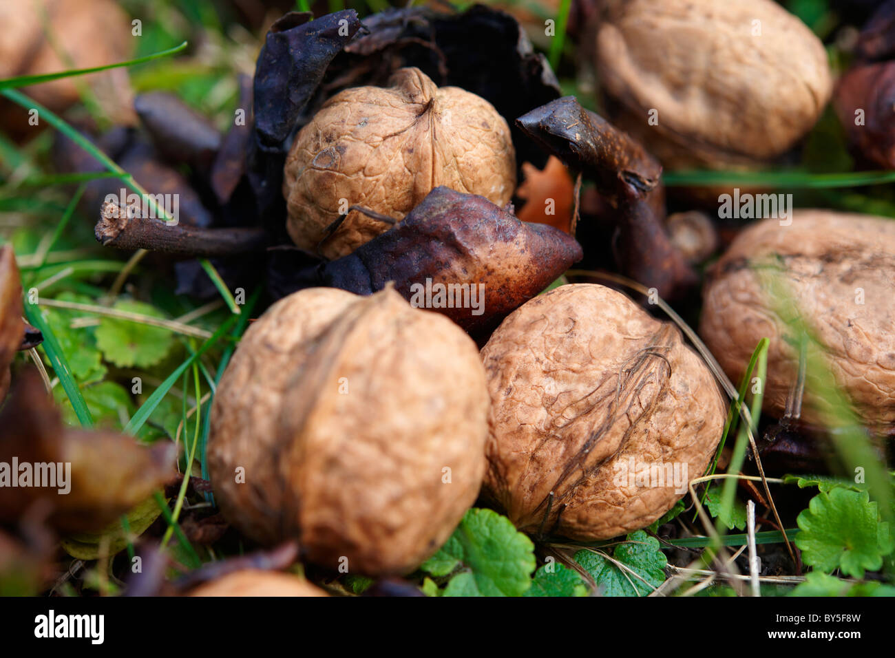 Nueces frescas caído de un árbol Foto de stock