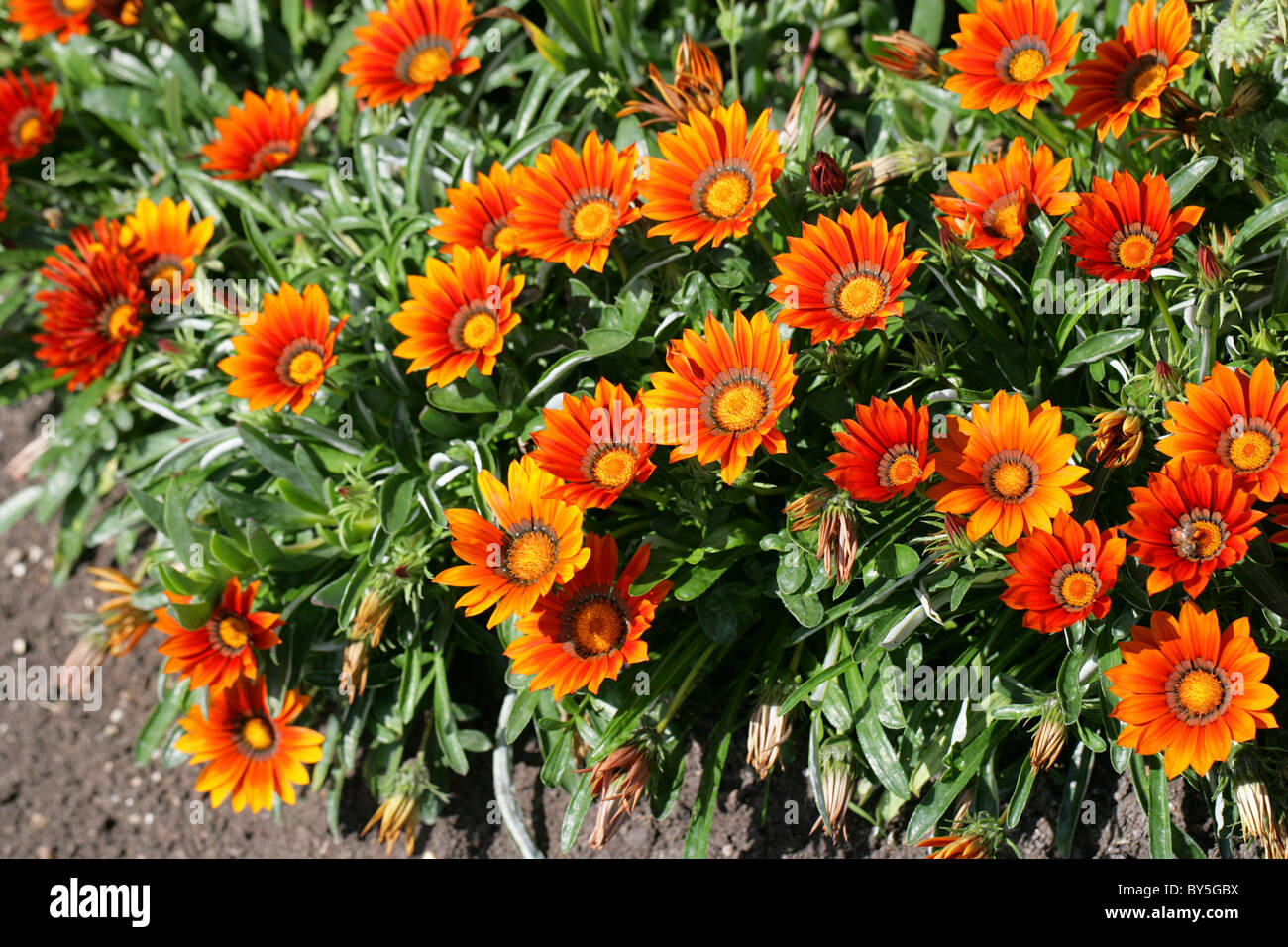 Gazania origen híbrido (Jardín), Asteraceae. Flores de color naranja brillante. Foto de stock
