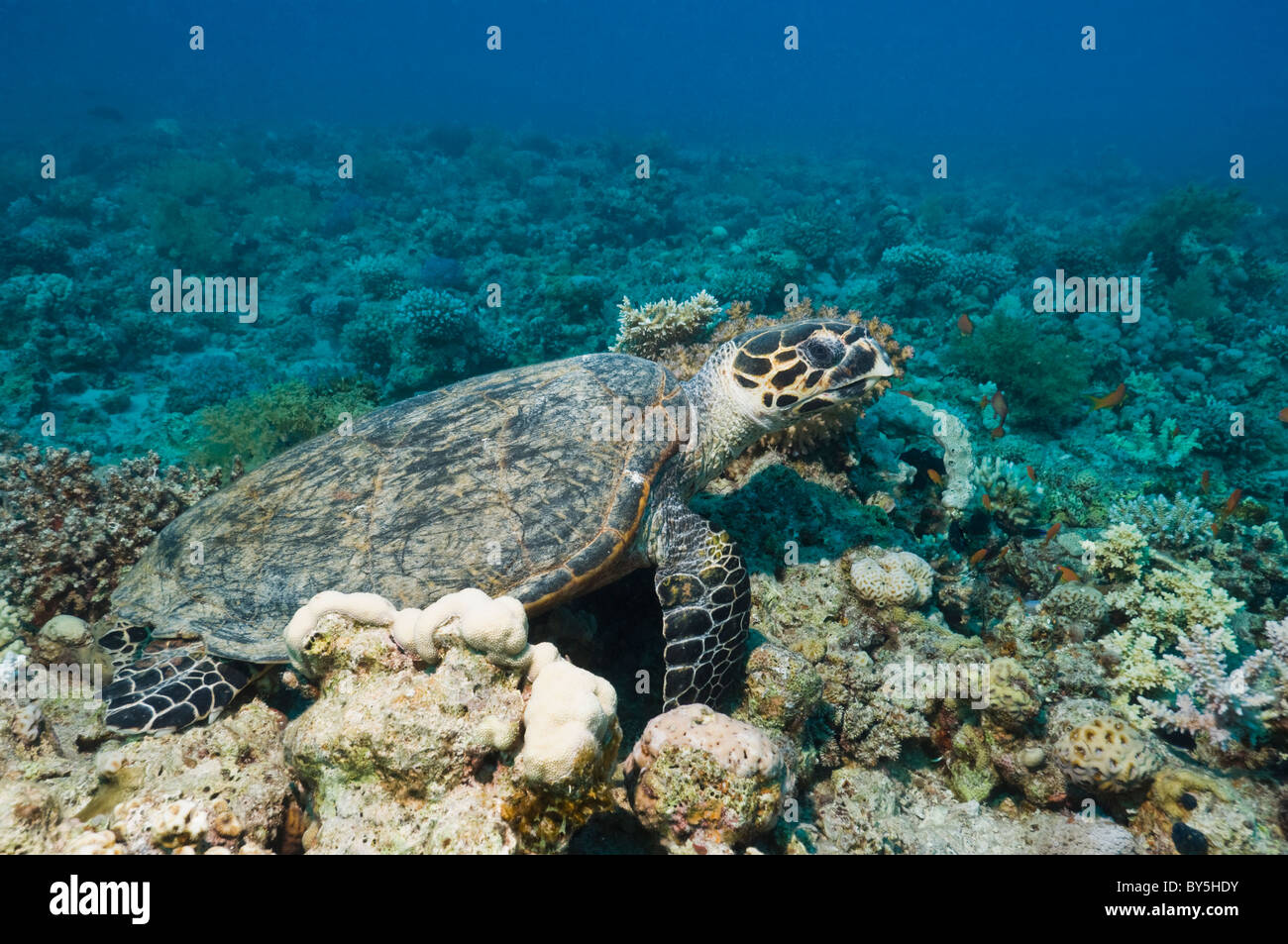 La tortuga carey (Eretmochelys imbricata) en reposo sobre los arrecifes de coral. Mar Rojo, Egipto. Foto de stock