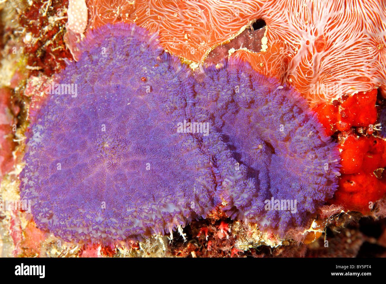 Corallimorphs púrpura, también conocida como corales, setas o Discosoma Actinodiscus sp. Foto de stock