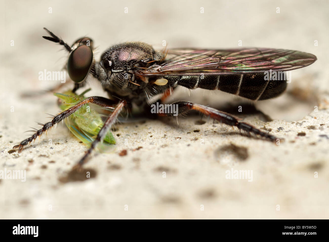 Atomosia Robber Fly (sp) a la hora de comer un membracidae Foto de stock