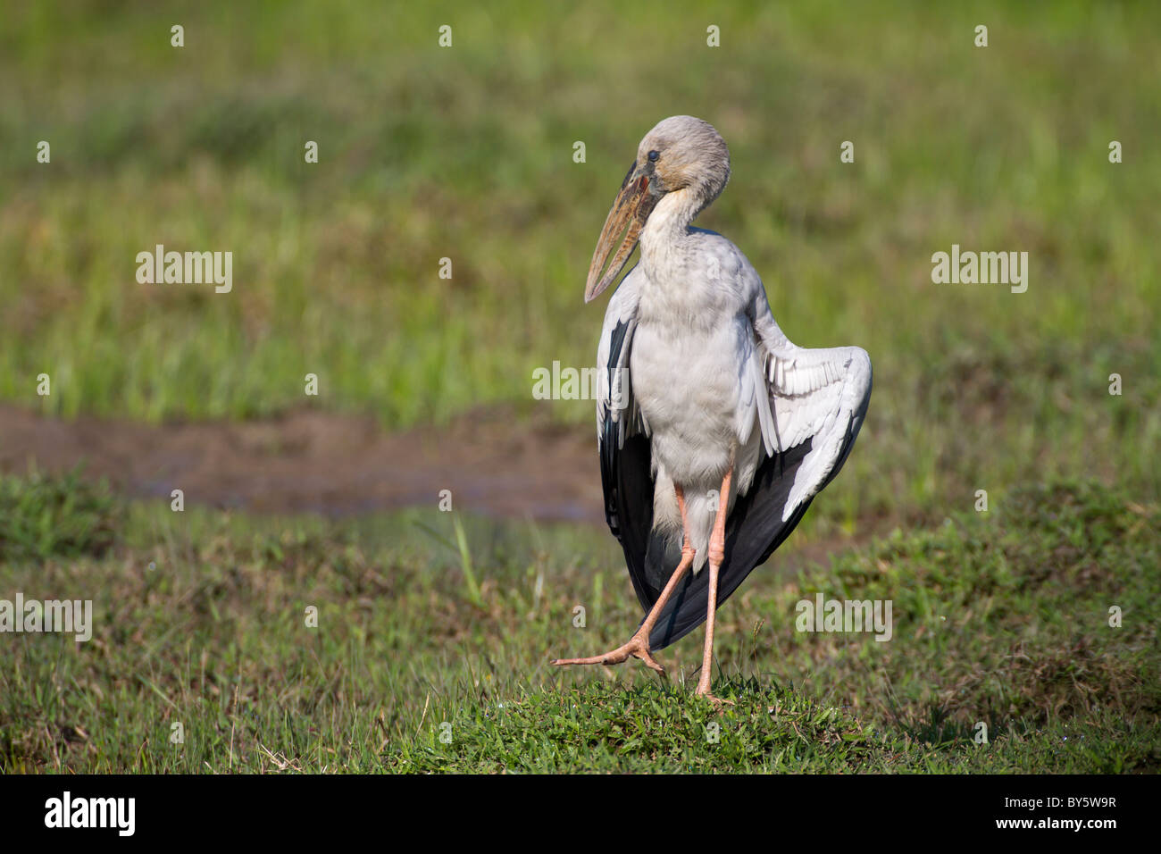Asian Openbill o asiático Anastomus oscitans Openbill Stork,, Foto de stock