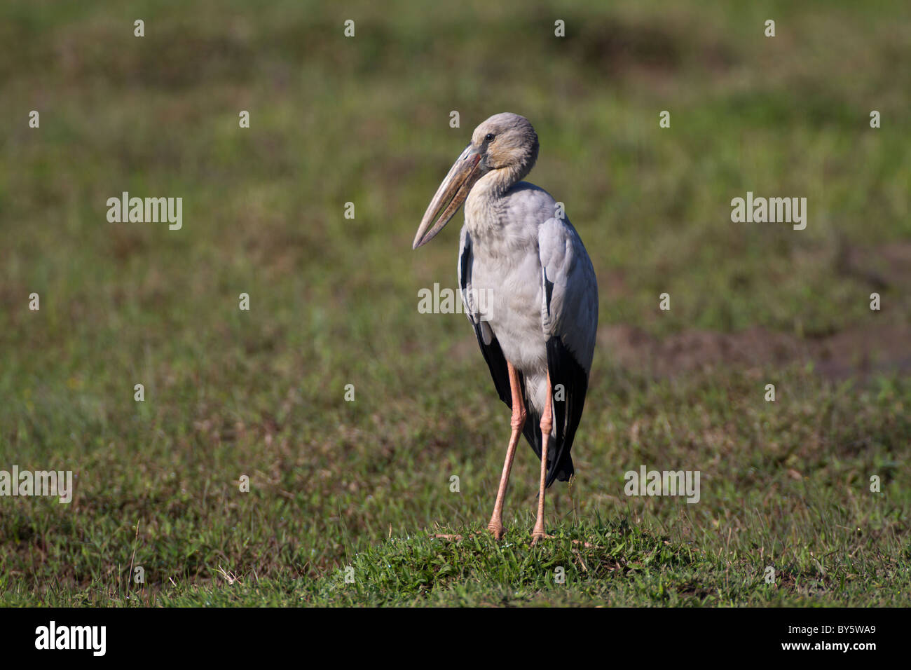 Asian Openbill o asiático Anastomus oscitans Openbill Stork,, Foto de stock