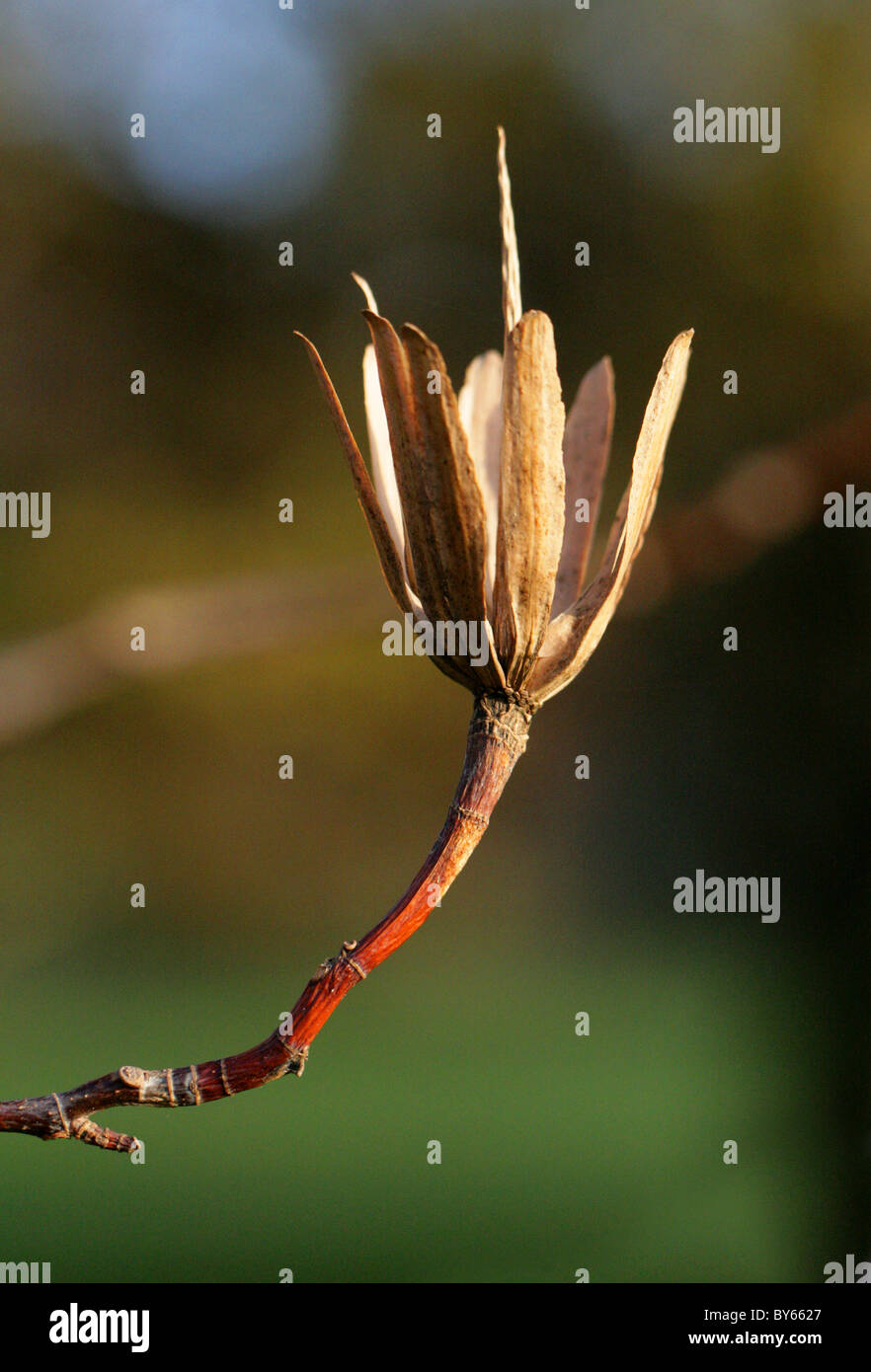 Tulip Tree (Seed Pod), Liriodendron tulipifera, Magnoliaceae, Noreste