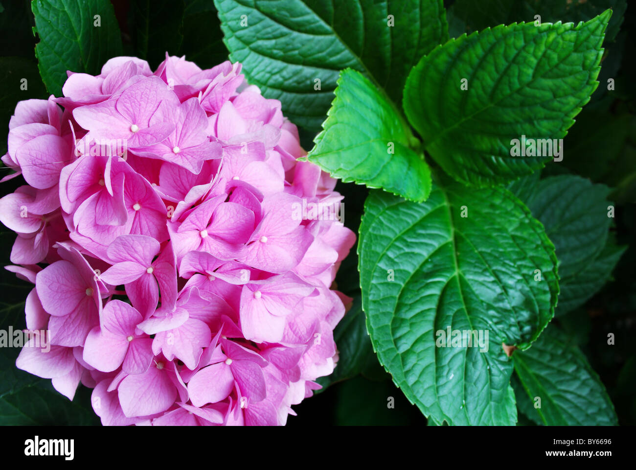 Rosa Hortensia flores y hojas de color verde oscuro (el enfoque selectivo  en las flores Fotografía de stock - Alamy